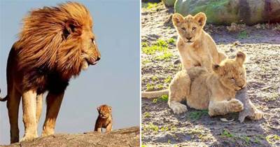 獅王如何對待自己的女兒？不擔心近親繁殖的問題嗎？