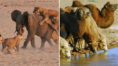 5噸重的大象也會被吃掉，為何食肉動物不吃駱駝？駱駝沒天敵嗎？