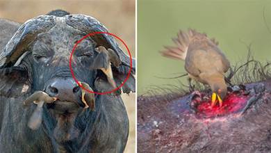 非洲野牛脾氣這麼差，為什麼會允許小鳥在它身上啄食？