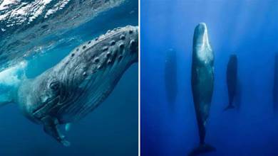 下海5000多萬年，完全適應海洋環境，鯨魚為何還沒有進化出鰓？