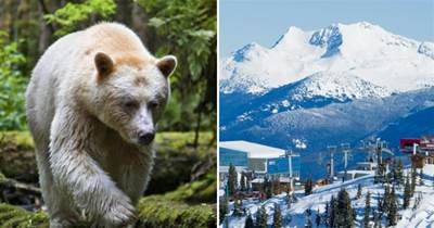 史上最倒霉灰熊，因為白化病被當作北極熊，兩次送到北極，凍成狗