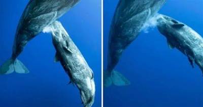 都是哺乳動物，我們可以飲用鯨魚的奶嗎？