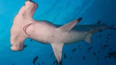 鯊魚中的奇葩，腦袋長得像錘子，怪異長相能帶來什麼好處？