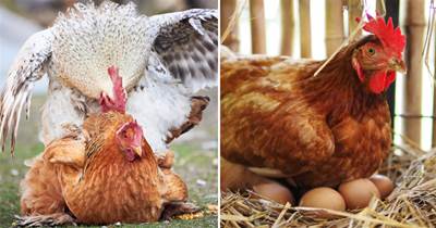母雞繁殖欲多強？365天在下蛋、公雞都不用，其實人類卡了母雞BUG
