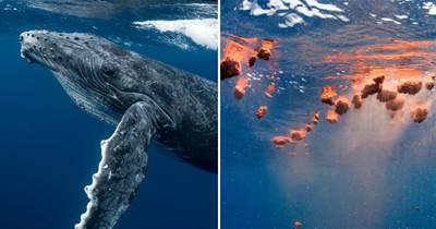 糞便還能拯救世界？如果藍鯨不排泄，地球上的氧氣將減少一大半