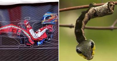 20張令人驚嘆的圖片，生活在火山口的蝸牛，偽裝成毒蛇的植物