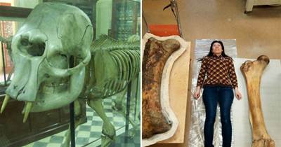 30張活久未見的照片，1.1億年前的恐龍木乃伊，腸子都保留完好