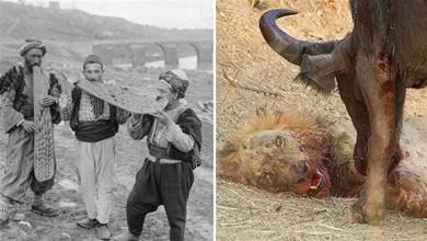 30張活久未見的照片，獅子捕獵水牛被反殺，原來水牛才是王者