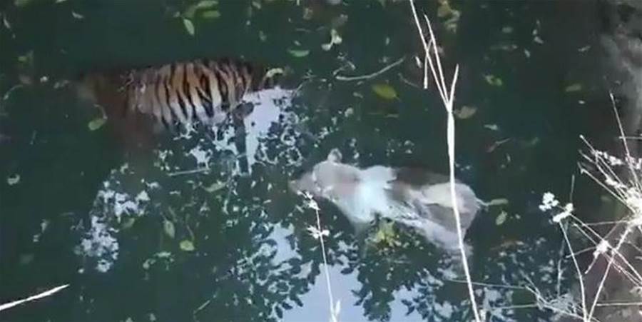 喜馬拉雅山下出現一老虎，尾隨野豬伺機狩獵，卻雙雙掉進水井