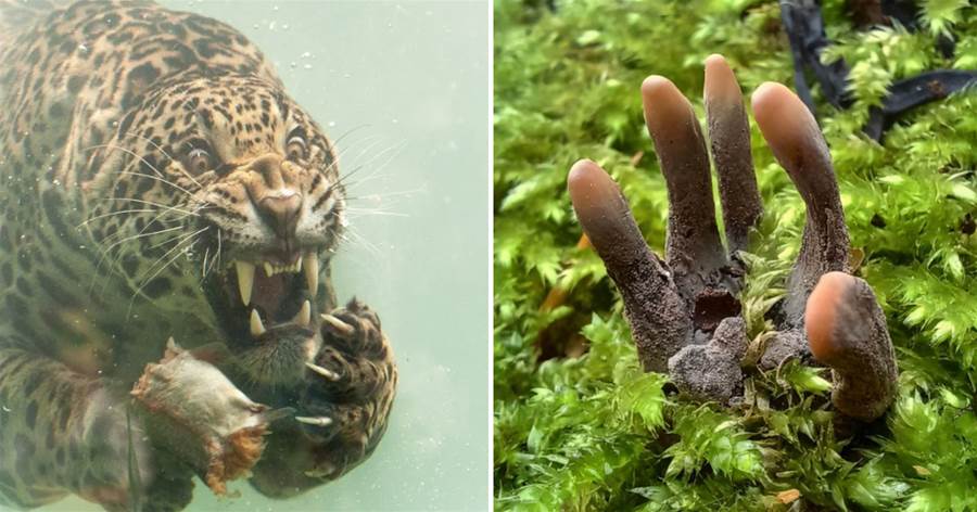 27張罕見的照片，美洲虎在水下捕食獵物 ，這表情太猙獰了