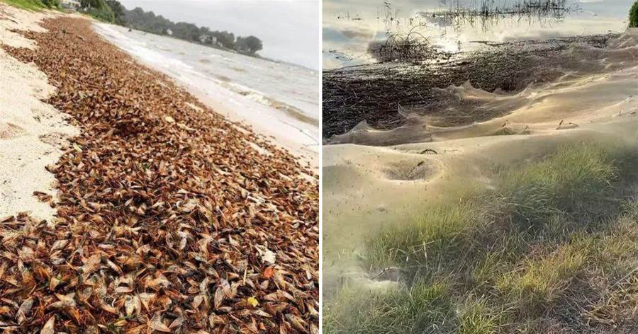 18張「活久見」的圖片，澳大利亞洪水，成千上萬只蜘蛛逃到岸邊結網！