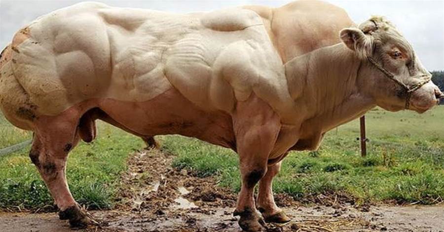 牛中「史泰龍」！日增3斤肌肉、重達1200公斤的「魔鬼筋肉牛」，肌肉發達「肉質細膩」，網友：這要擼幾個月鐵？