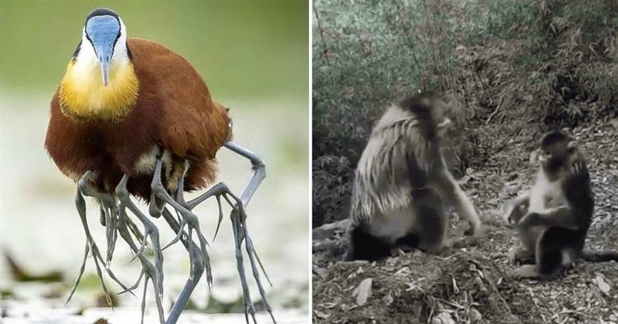 24張罕見的照片，2隻瀕臨滅絕的猴子太久沒見過同類，互相擁抱在一起，讓人淚目