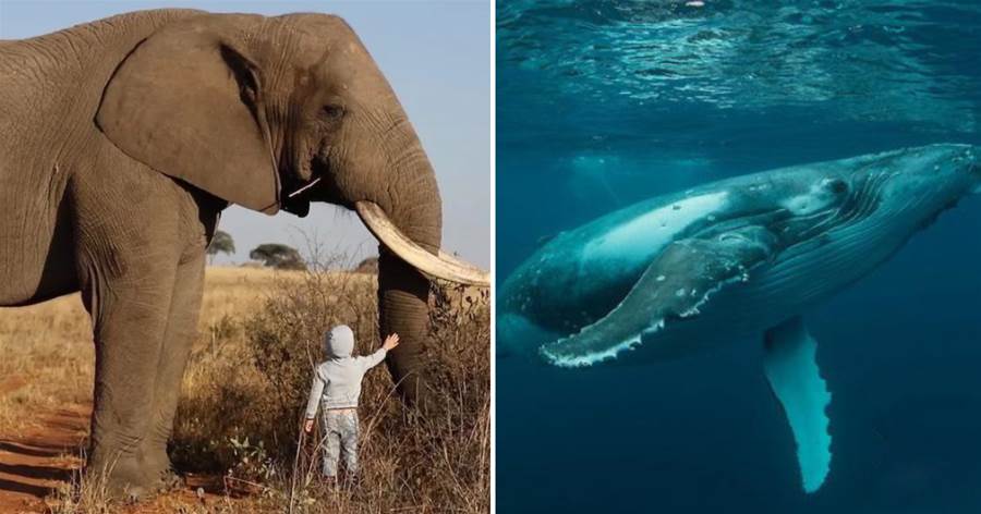 世界上最大的生命體是什麼？不是大象和鯨魚，占地近9平方公里，現在仍在瘋狂生長