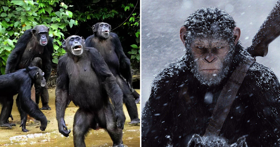 西非60只黑猩猩佔領6個荒島，人類不敢上去，現實版猩球崛起？