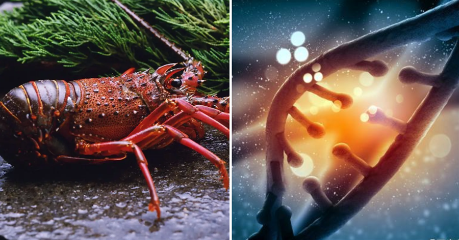 人類可能會實現永生？科學家破解生命密碼，答案在龍蝦身上？