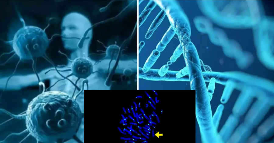 成為巨人的奧秘，被封在人類的17號染色體中，能否打開基因鎖？