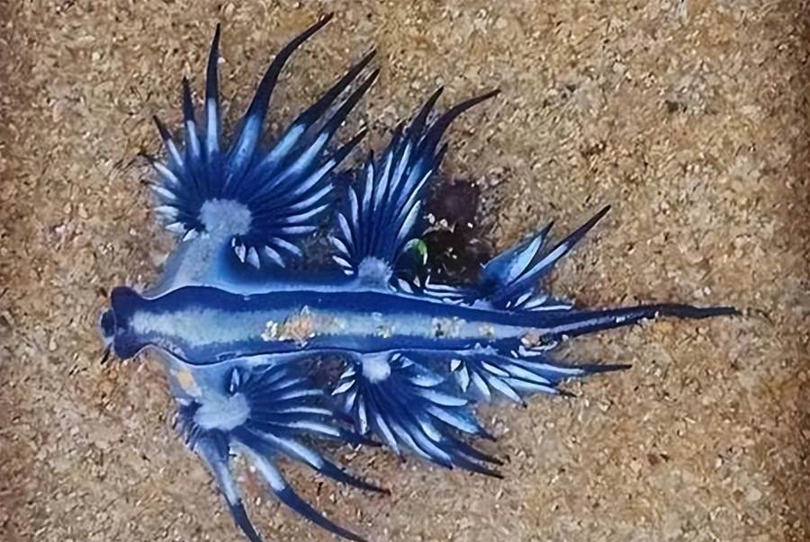 不祥之兆？美國一海灘上發現劇毒「藍龍」，專家：它本不該出現