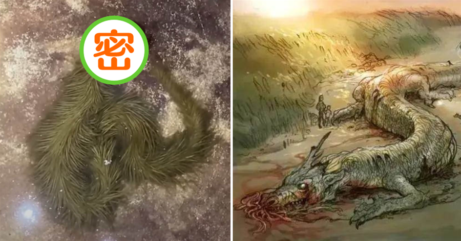 人間真龍現身東南亞？泰國網友捉到渾身長滿綠毛的蛇，在水中吐著信子，有點詭異