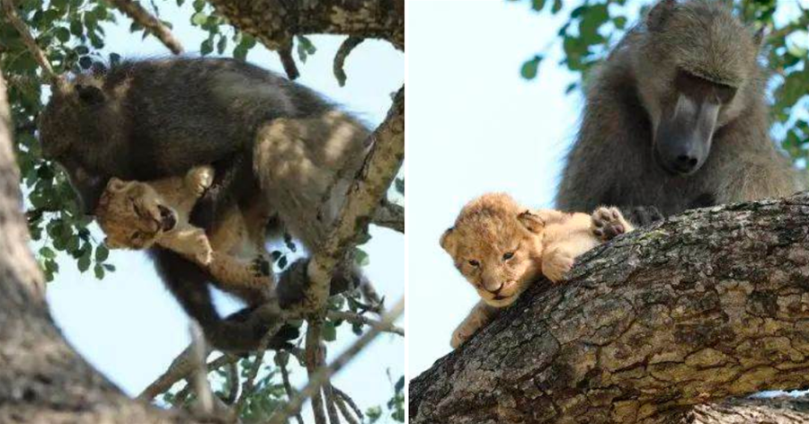 動物界的偷娃狂魔，狒狒常偷盜獅子和豹幼崽，它為什麼要這麼做？