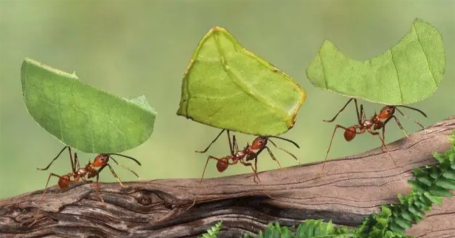 從某種意義上來講，螞蟻是地球上進化得最完美的生物，沒有之一