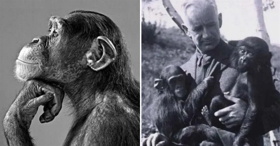 蘇聯科學家滅絕人性的實驗：試圖使「人猿雜交」，過程有多殘忍？