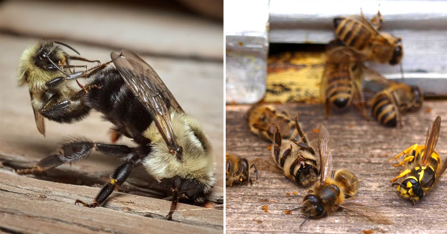 為什麼與蜂王交尾的雄蜂都會很快死亡？如果沒有陣亡，雄蜂會更慘