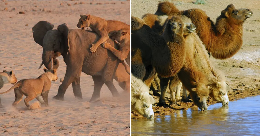 5噸重的大象也會被吃掉，為何食肉動物不吃駱駝？駱駝沒天敵嗎？