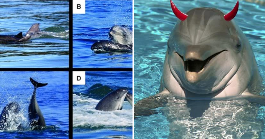 不敢直視！可愛海豚竟是超級好色海底流氓！騷擾女明星，發情不分物種