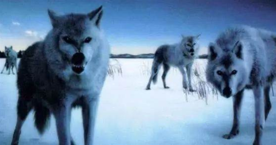 當狼像狗一樣被養大時會發生什麼，把狗放在野外又會發生什麼？