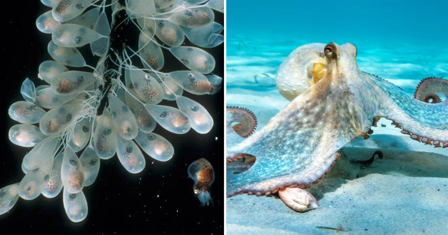 章魚產卵后會自殘直至死亡，美國科學家們發現，它們死前就已瘋了