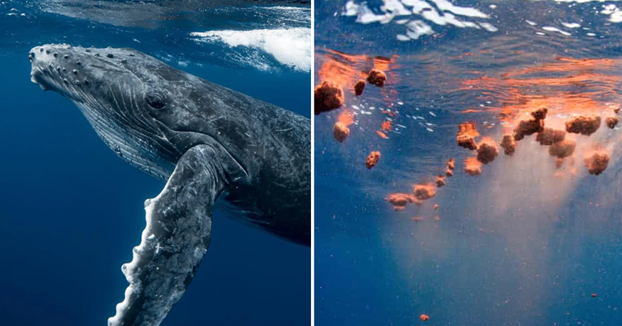 糞便還能拯救世界？如果藍鯨不排泄，地球上的氧氣將減少一大半