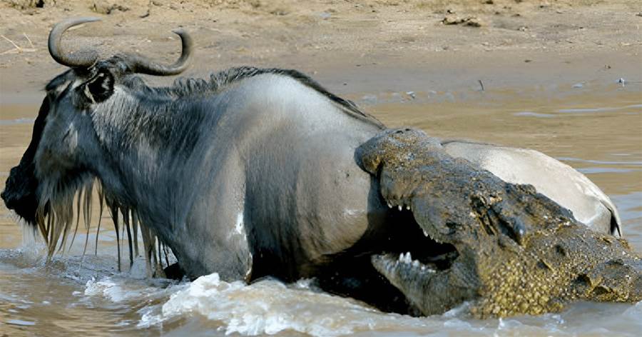 鱷魚死死「咬住角馬」，角馬萬分絕望，一旁的河馬看不下去了！