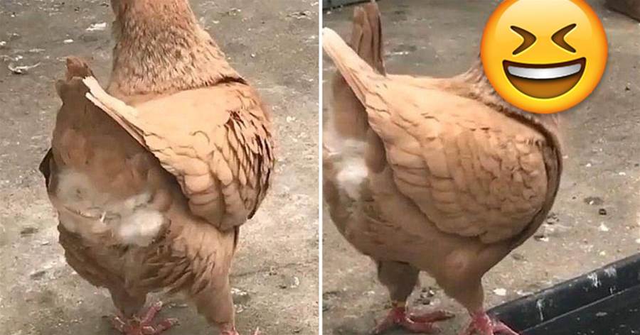 男子把鴿子送到農村養，一年后發現一只「怪異的母雞」，仔細看清后蒙了