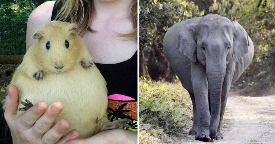 27張懷孕的動物照片：大象懷孕身體變形太大，我們手上可能有一只懷孕的蝎子！